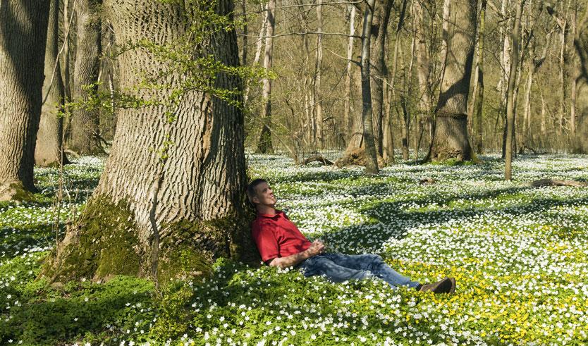 Vila i naturen under en ek i ett hav av vitsippor i Dalby Söderskog Foto: Anders Blomqvist/Nordic Photos