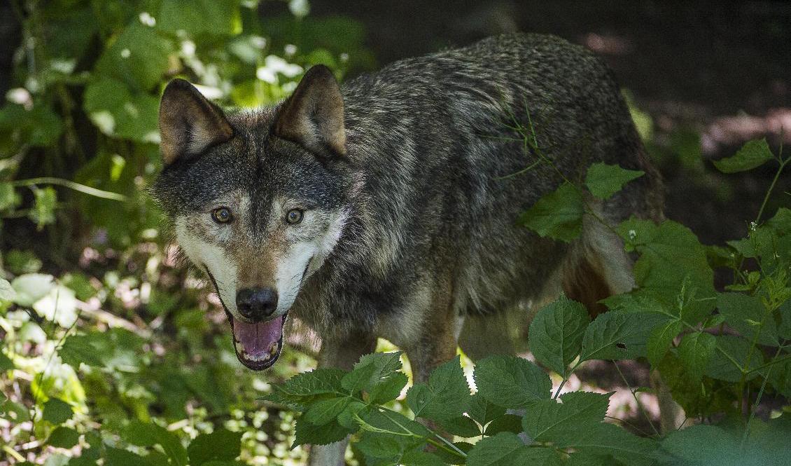 Två vargar har skjutits sedan de attackerat en hund utanför Hagfors. Vargen på bilden har inget med texten att göra. Arkivbild. Foto: Jonas Ekströmer/TT