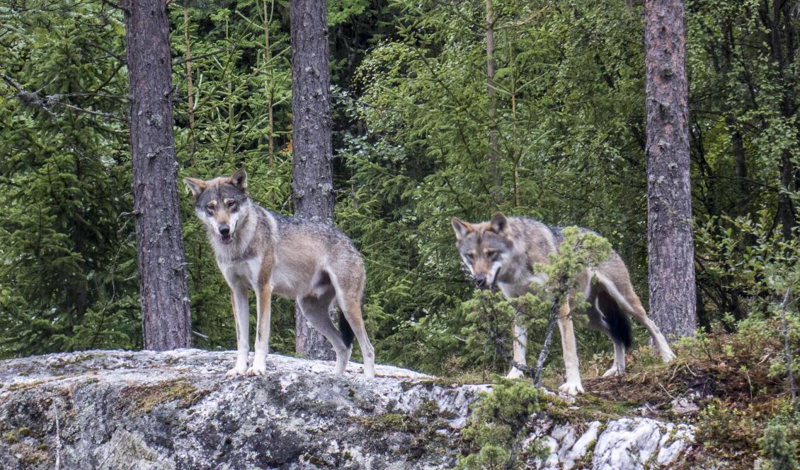 Vargar i djurpark. Arkivbild. Foto: Paul Kleiven/NTB/TT