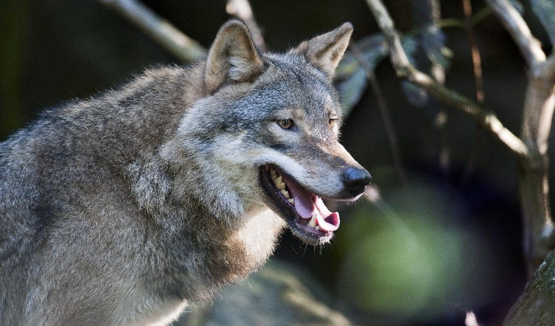 Varg på Skansen. Arkivbild. Foto: Jonas Ekströmer/TT