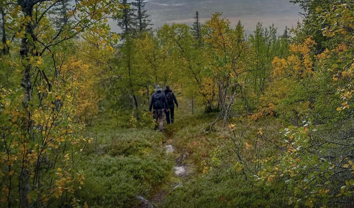 Naturupplevelser är en av de aktiviteter som står högt upp på listan för svenskar när de är på semester i Sverige. Foto: Bilbo Lantto