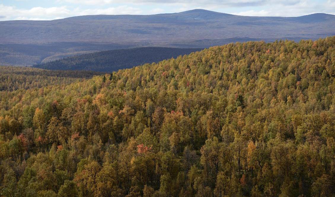 Allmänningsskogarna i Västerbotten får nya naturreservat. Arkivbild. Foto: Henrik Montgomery/TT