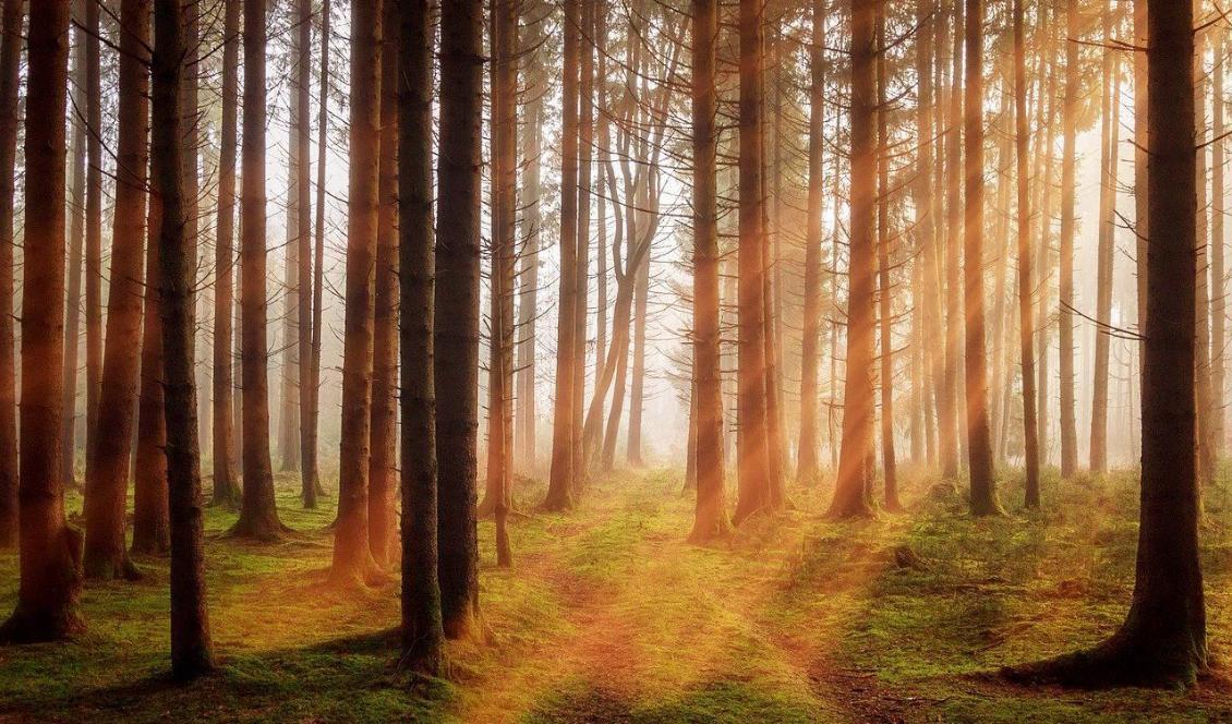 Att gallra skogen från luften med hjälp av en skördedrönare kan bli ett alternativ i framtidens skogsbruk. Foto: Pixabay