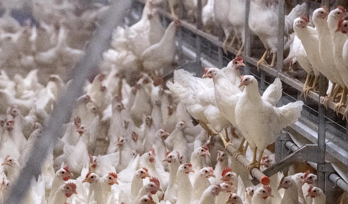 Utvecklingen denna säsong är allvarlig och liknar den förra säsongen, som var den värsta hittills i Sverige. Arkivbild. Foto: Johan Nilsson/TT