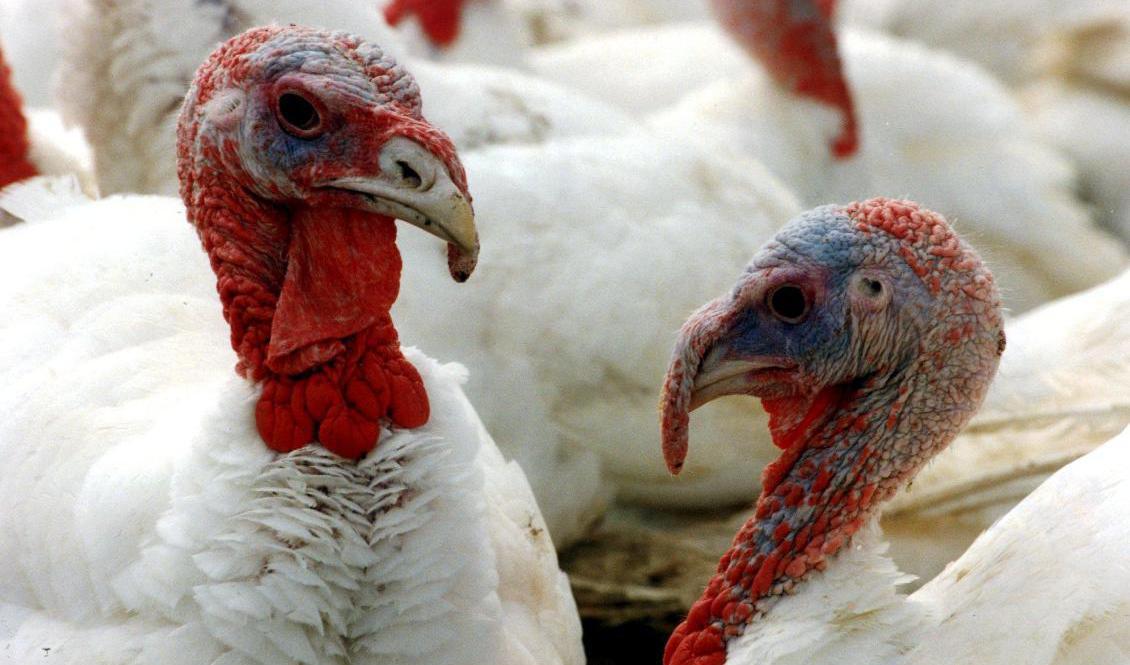 Cirka 3|500 kalkoner har avlivats efter ett utbrott av fågelinfluensa hos en uppfödare i södra Skåne. Arkivbild. Foto: Staffan Lövstedt/TT