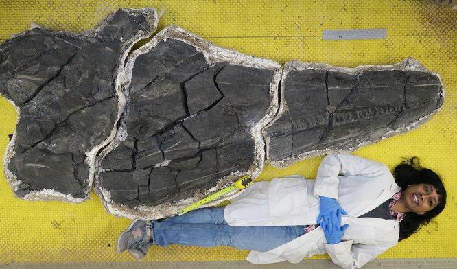 
Den fossila skallen av Cymbospondylus youngorum, en utdöd ichthyosaurie från triasperioden. Skallen är lika stor som en stor flygel. Foto: Martin Sander, Natural History Museum of Los Angeles County                                            