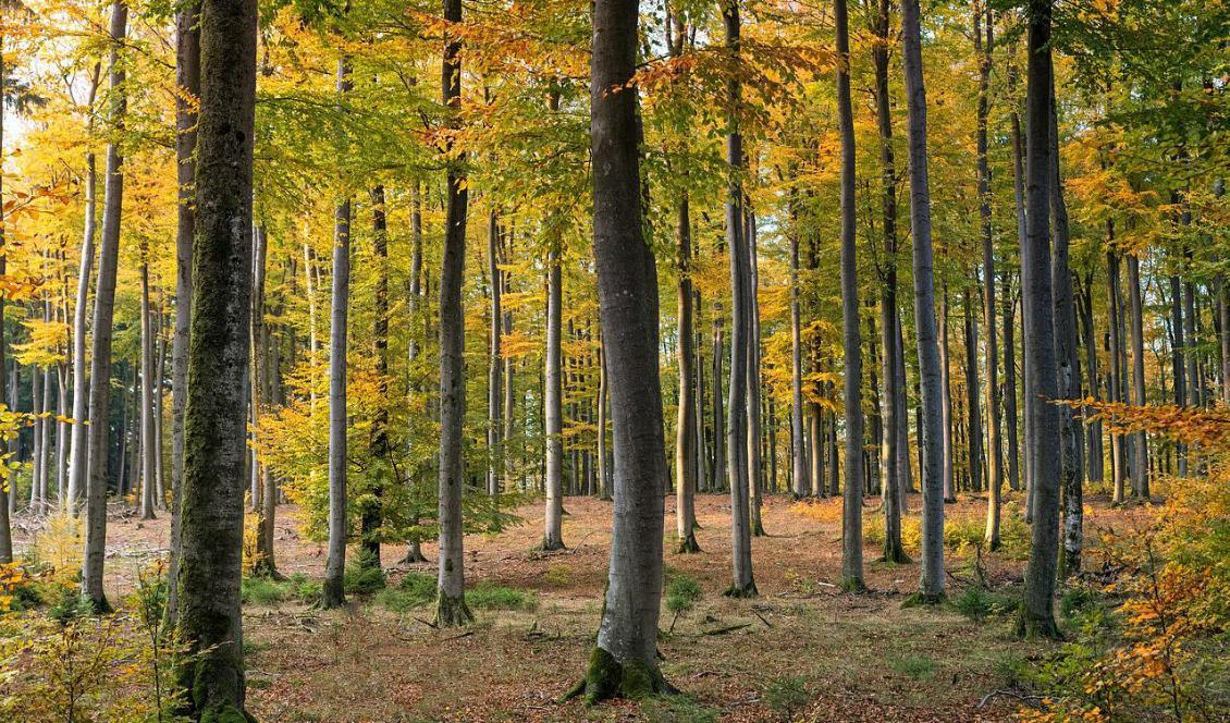Med en större andel lövträd blir skogen ljusare. Foto: Pixabay