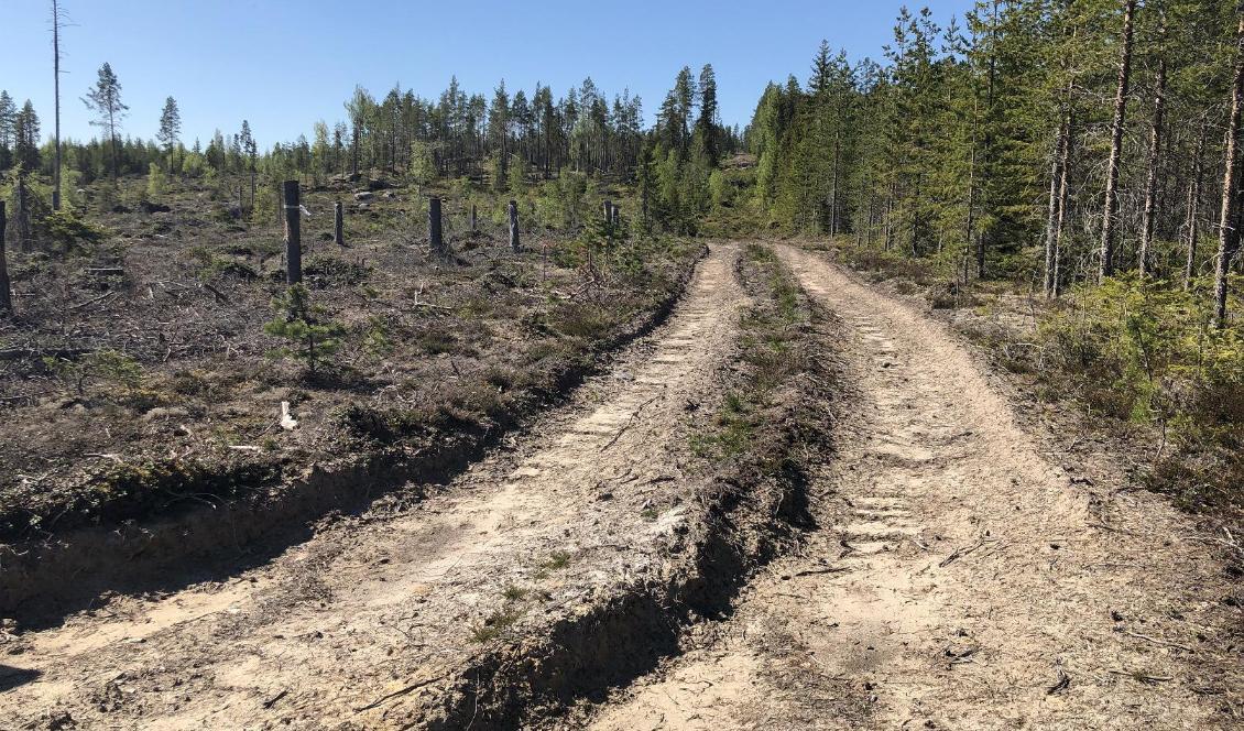 Basväg vid avverkning har dragits rakt över en fornlämning. Skogsstyrelsen anser att skadorna på kulturlämningar vid skogsavverkning ligger på höga nivåer. Foto: Skogsstyrelsen