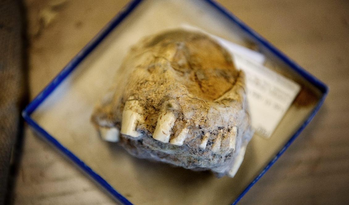 Fossiler vittrar bort på landets museer. Bilden är tagen på Evolutionsmuseet i Uppsala, där bortglömda lådor med fossila delar av dinosaurier och däggdjur från 1920-talets Kina öppnades 2011. Arkivbild. Foto: Jessica Gow/TT