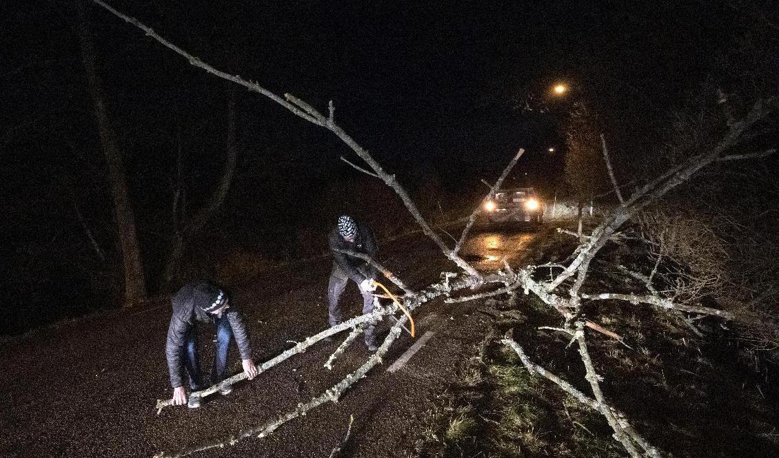 Ett stormfällt träd sågas sönder på en väg utanför Stehag i Skåne på måndagsmorgonen. Foto: Johan Nilsson/TT