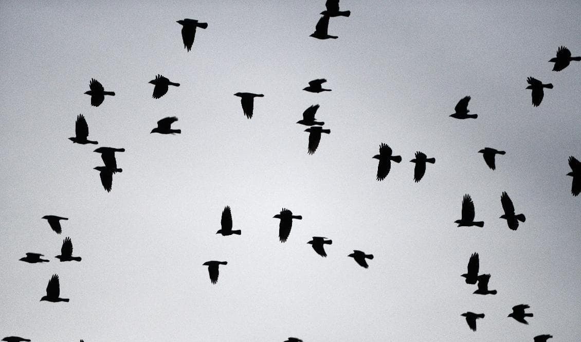 På kort tid dog ett 50-tal kajor i Vislanda. Arkivbild. Foto: Fredrik Sandberg/TT