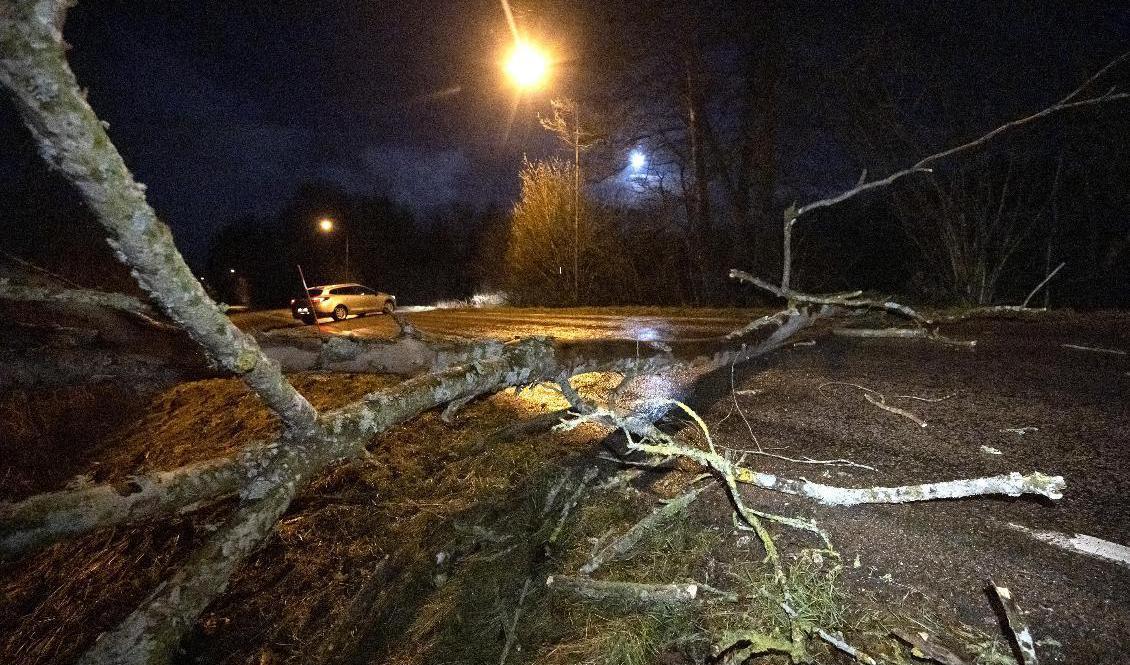 SMHI utfärdat flera varningar för lokala stormbyar i delar av landet. På bilden ett stormfällt träd som blockerade en väg i Skåne för några dagar sedan. Arkivbild. Foto: Johan Nilsson/TT