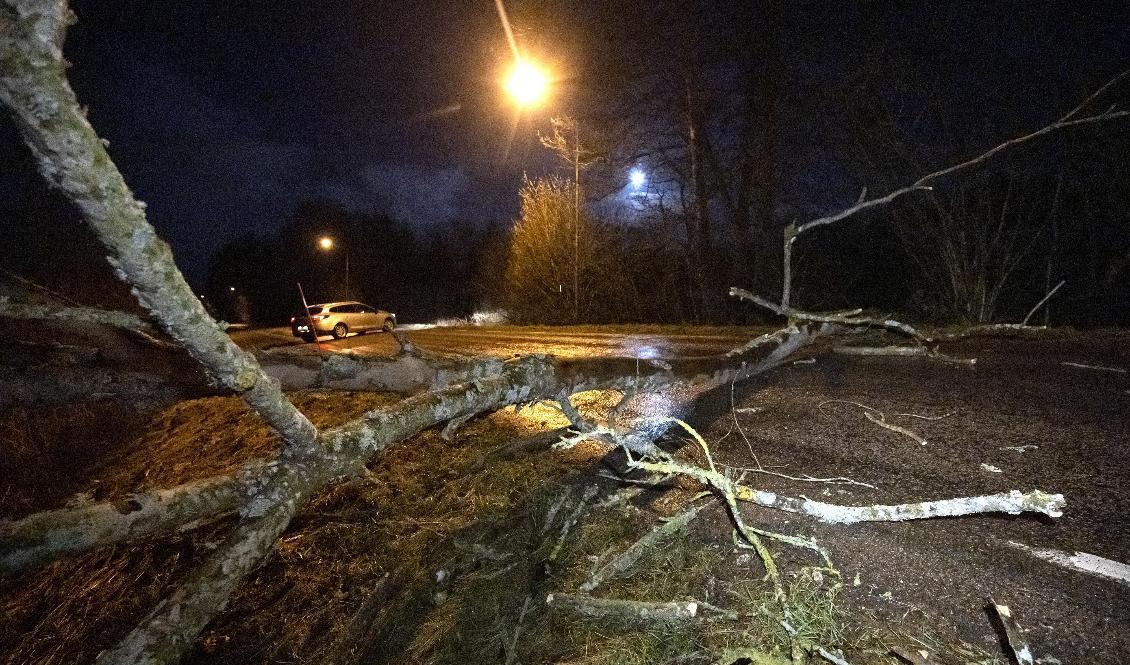 SMHI utfärdade flera varningar för lokala stormbyar i delar av landet under kvällen. På bilden ett stormfällt träd som blockerade en väg i Skåne för några dagar sedan. Arkivbild. Foto: Johan Nilsson/TT