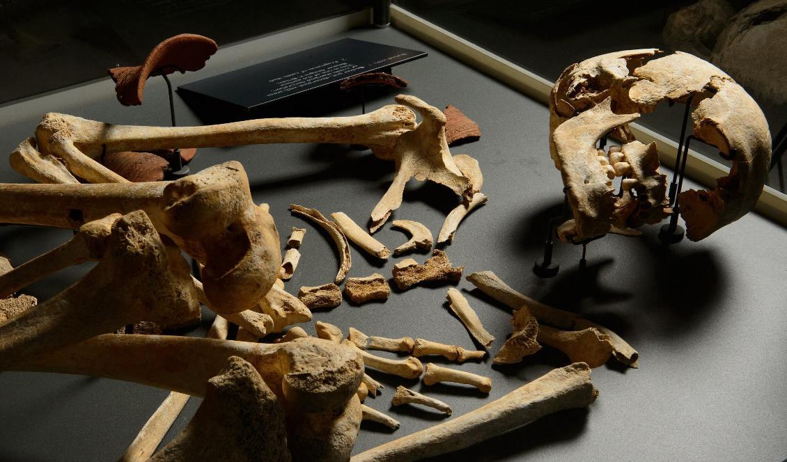 Ett skelett från bronsålderns England. Dna från sådana fynd har avslöjat att en invasion för 3 000 år sedan från det som i dag är Frankrike medförde att de ursprungliga invånarna trängdes undan. Foto: Leon Neal/AFP/TT