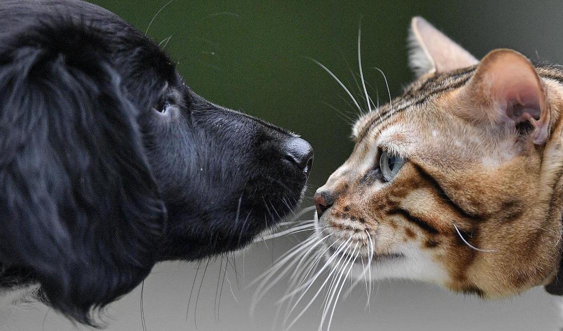 Snart lika inför lagen. Foto: Martin Meissner/AP/TT
