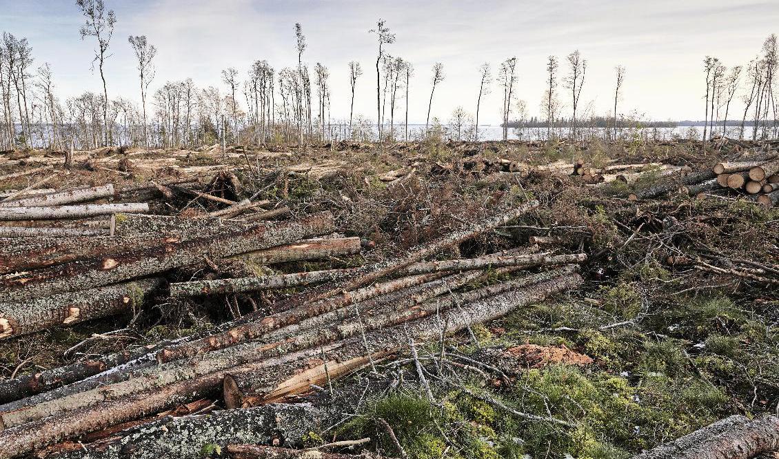 Restprodukter från skogsavverkning kan användas som biobränsle. Foto: Henrik Holmberg/TT