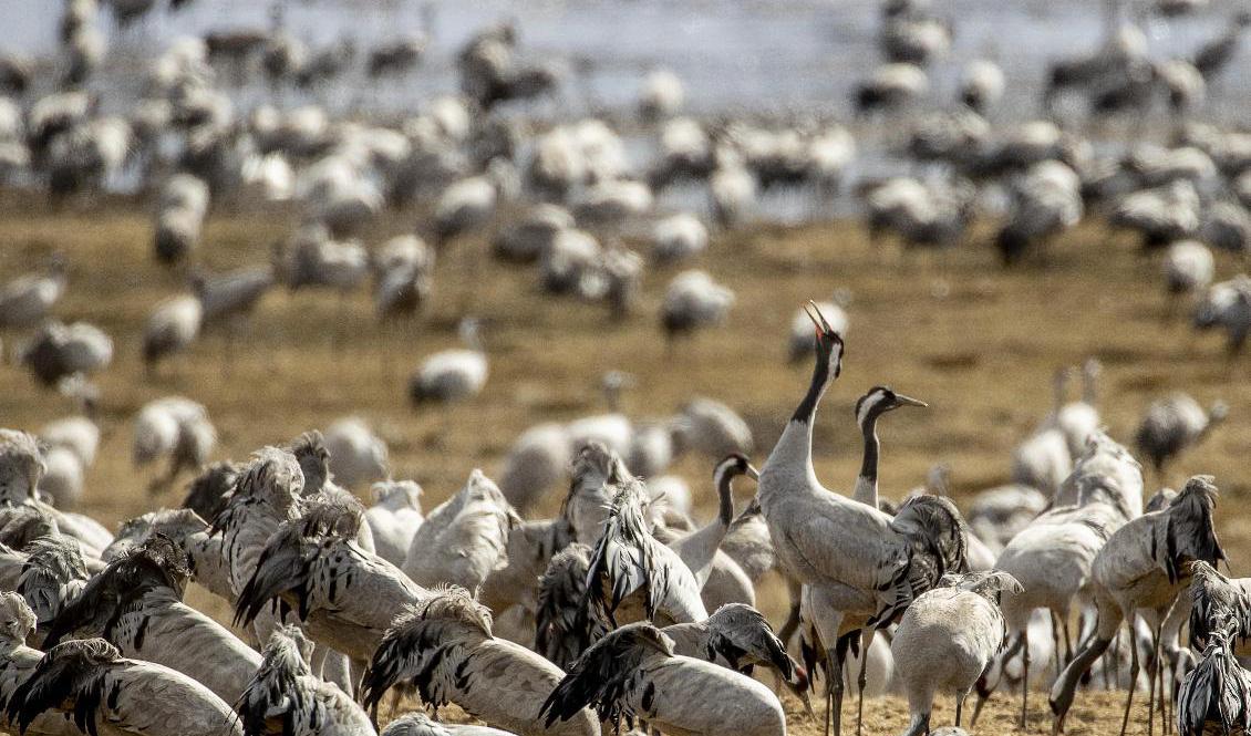 Flera tusen tranor har tagit paus i flytten norrut vid fågelsjön Tåkern i Östergötland. Arkivbild Foto: Adam Ihse/TT