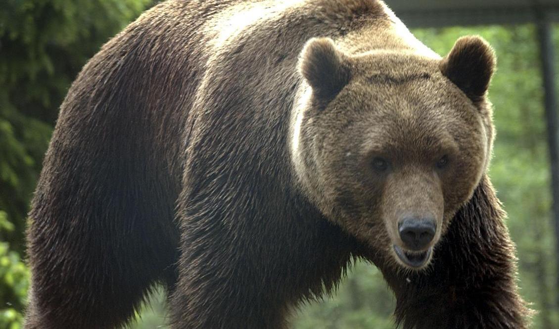 Skyddsjakt tillåts på sex björnar i Jämtlands län. Arkivbild. Foto: Fredrik Sandberg/TT