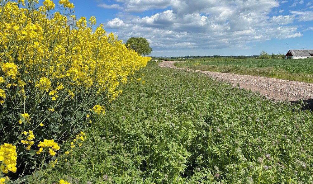 Blommande kantzoner är en del av fröprojektet Hela Sverige blommar. Pressbild. Foto: LRF
