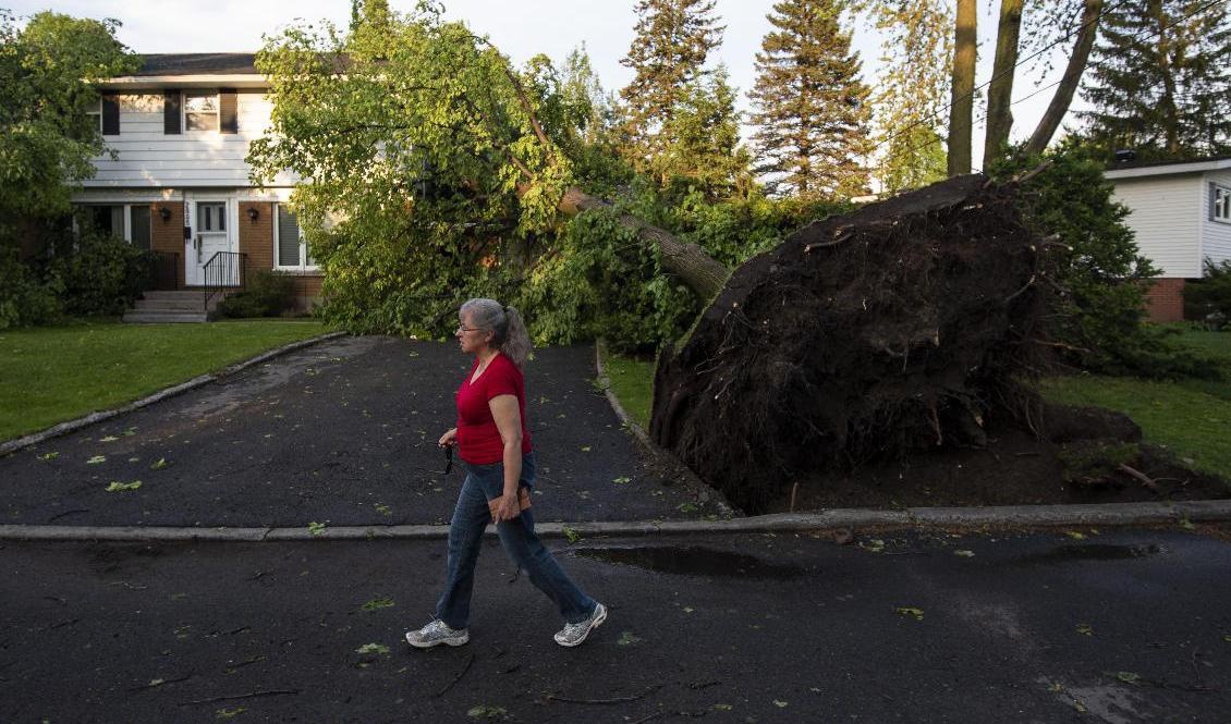 Ovädret fällde träd och elledningar. Foto: Justin Tang/AP/TT