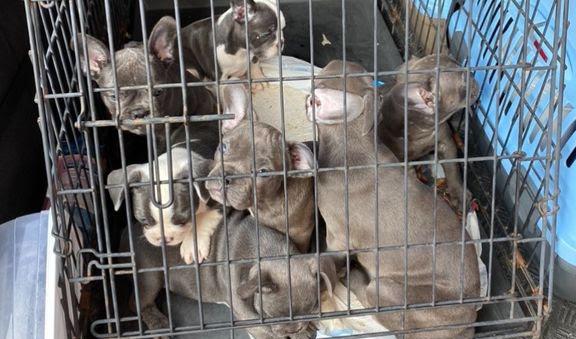 Tullverket fortsätter att stoppa många smuggelhundar vid gränsen. Arkivbild. Foto: Tullverket