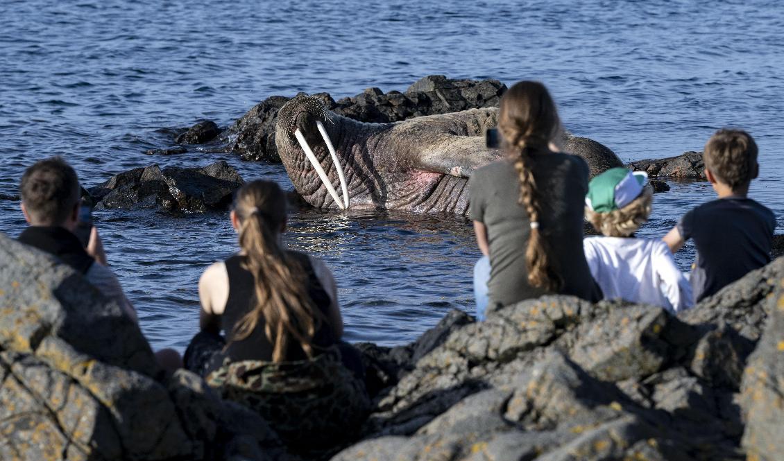 En valross i skånska Arild lockar publik i solnedgången på lördagskvällen. Foto: Johan Nilsson/TT