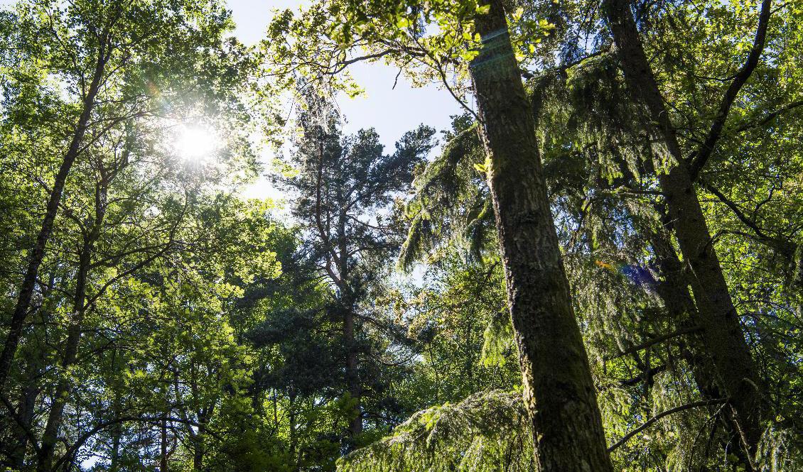 Regeringen vill att Sverige ska få fler nationalparker. Arkivbild. Foto: Lars Pehrson/SvD/TT