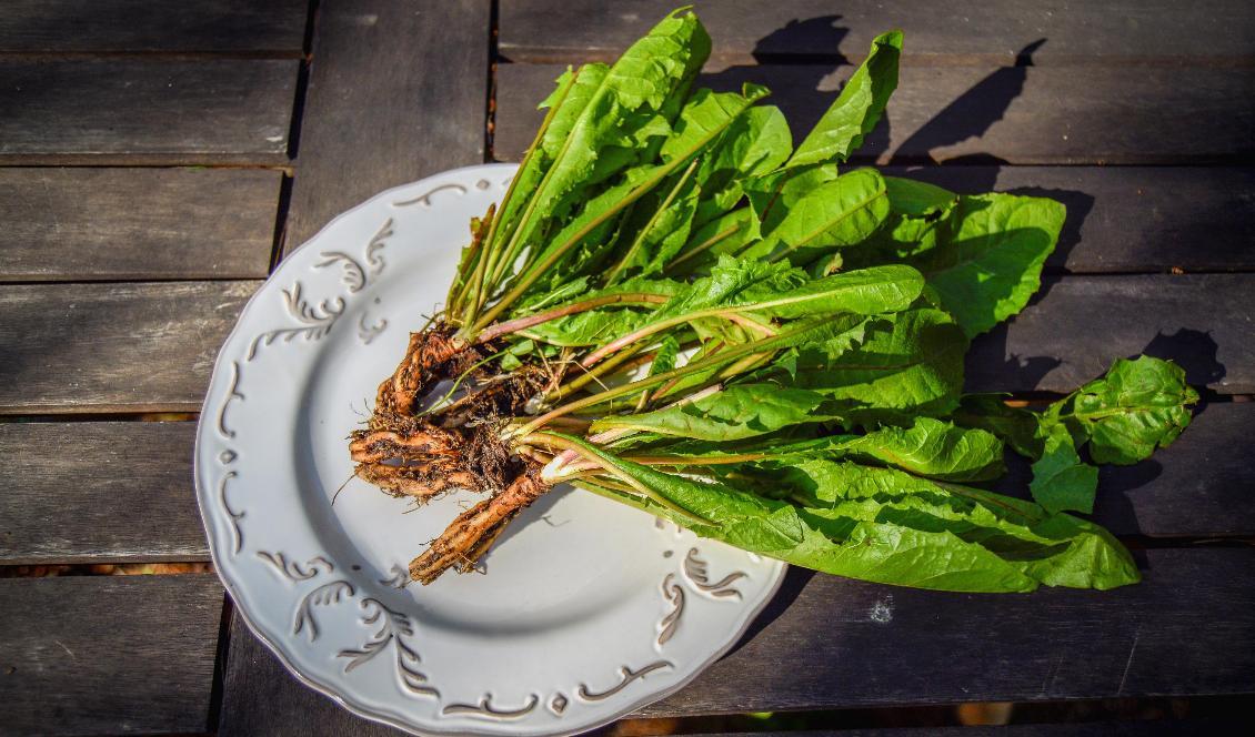 
Maskrosens blad och rötter har läkande egenskaper och kan hjälpa mot olika tillstånd i kroppen enligt både västerländsk örtmedicin och kinesisk medicin. Foto: Eva Sagerfors                                            