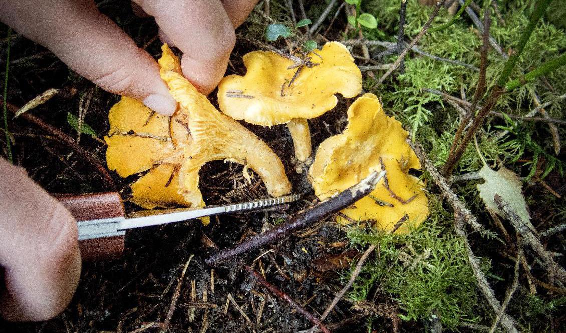 Kantarellerna brukar komma till midsommar men det bästa är att plocka dem i slutet av juli eller början av augusti. Arkivbild. Foto: Gorm Kallestad/TT