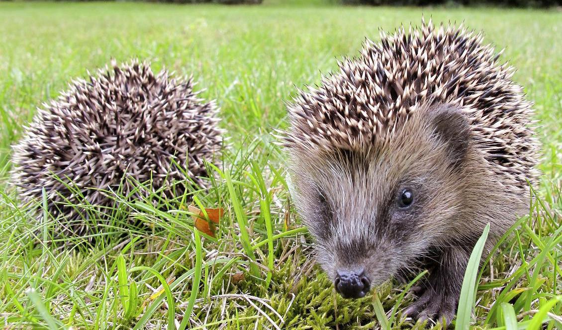 Antalet igelkottar minskar i landet men inte i Norrbotten. På en gård i Luleå har – för andra året i rad – en nykläckt igelkottskull upptäckts. Arkivbild. Foto: Michael Probst/AP-TT