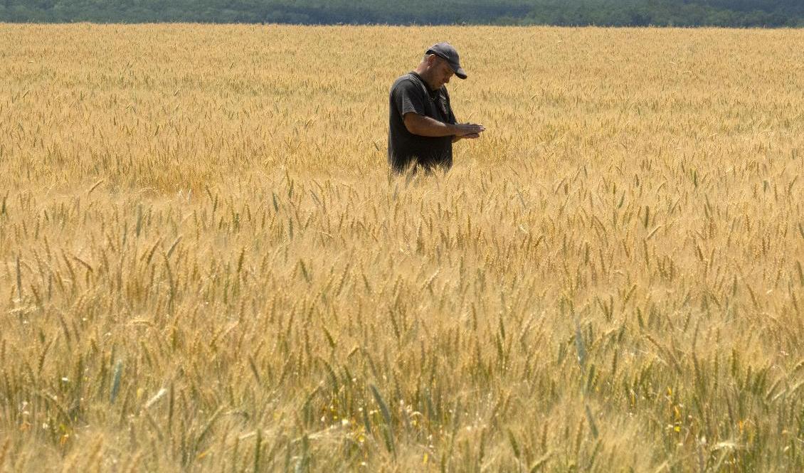 En lantbrukare i Ukraina kontrollerar ett vetefält. Landets spannmålsexport har bromsat in på grund av kriget i landet. Arkivbild. Foto: Efrem Lukatsky/AP/TT