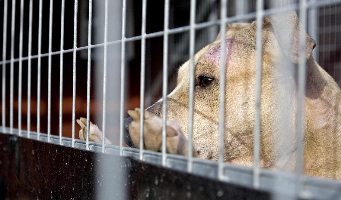 Det är hög efterfrågan på att få lämna bort så kallade coronahundar, enligt föreningen Hundstallet. Arkivbild. Foto: Pontus Lundahl/TT