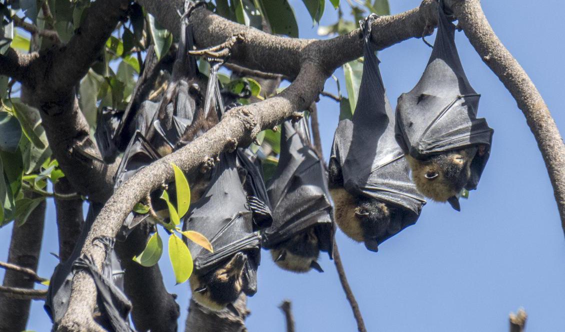 Flyghundar, en sorts fladdermus, hör till djuren som bär på henipavirus som nu upptäckts hos människor i delar av Kina. Arkivbild. Foto: Paul Kleiven/AP/TT
