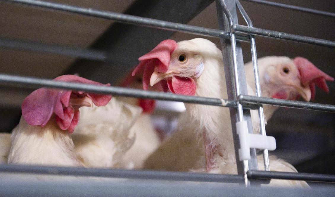 Nu blir det stopp för att anlägga nya buranläggningar för höns i Danmark – och förbud mot burägg från år 2035. Arkivbild. Foto: Marit Hommedal/NTB/TT