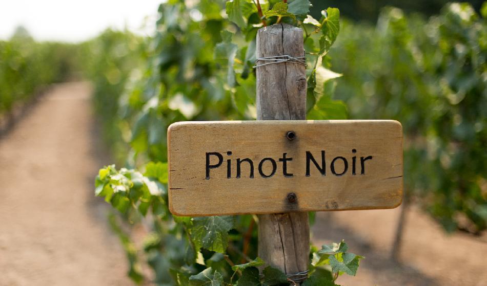 


Pinot Noir odlas över hela världen, men behöver omsorg för att ge bra vin. Foto: Shutterstock                                                                                                                                    