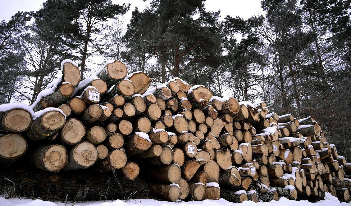 Vinnare på energikrisen - svensk skogsindustri. Arkivbild. Foto: Janerik Henriksson/TT