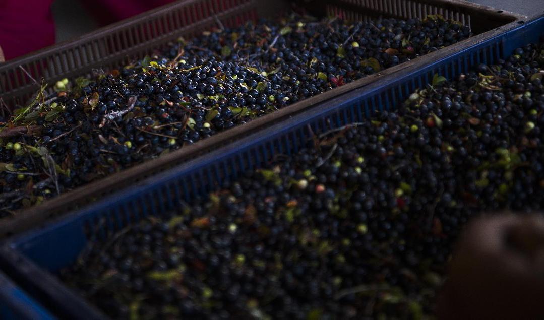 Migrationsverket polisanmäler ett bärföretag för människohandel. Arkivbild. Foto: Fredrik Karlsson/TT