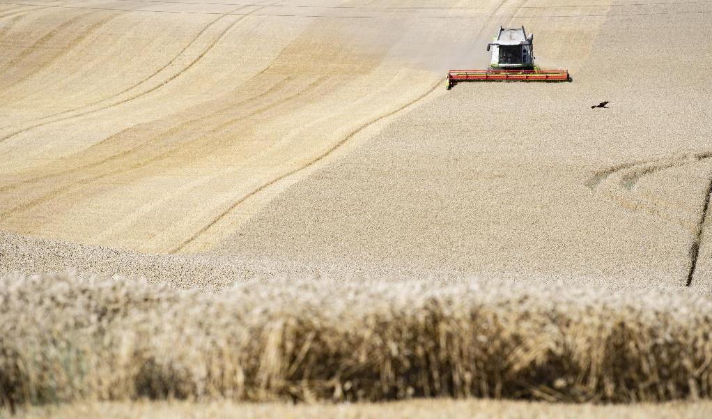Livsmedelspriserna sjönk på global nivå i september jämfört med månaden före – vilket innebär sex månader i rad med lägre livsmedelspriser. Arkivbild Foto: Johan Nilsson/TT