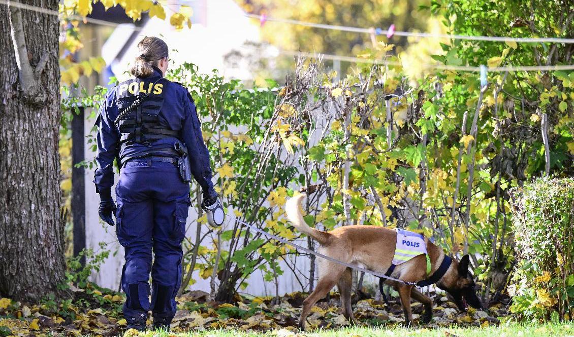 Polisen, räddningstjänsten och frivilliga letar efter den försvunna kvinnan i en stor sökinsats. Foto: Mikael Fritzon/TT