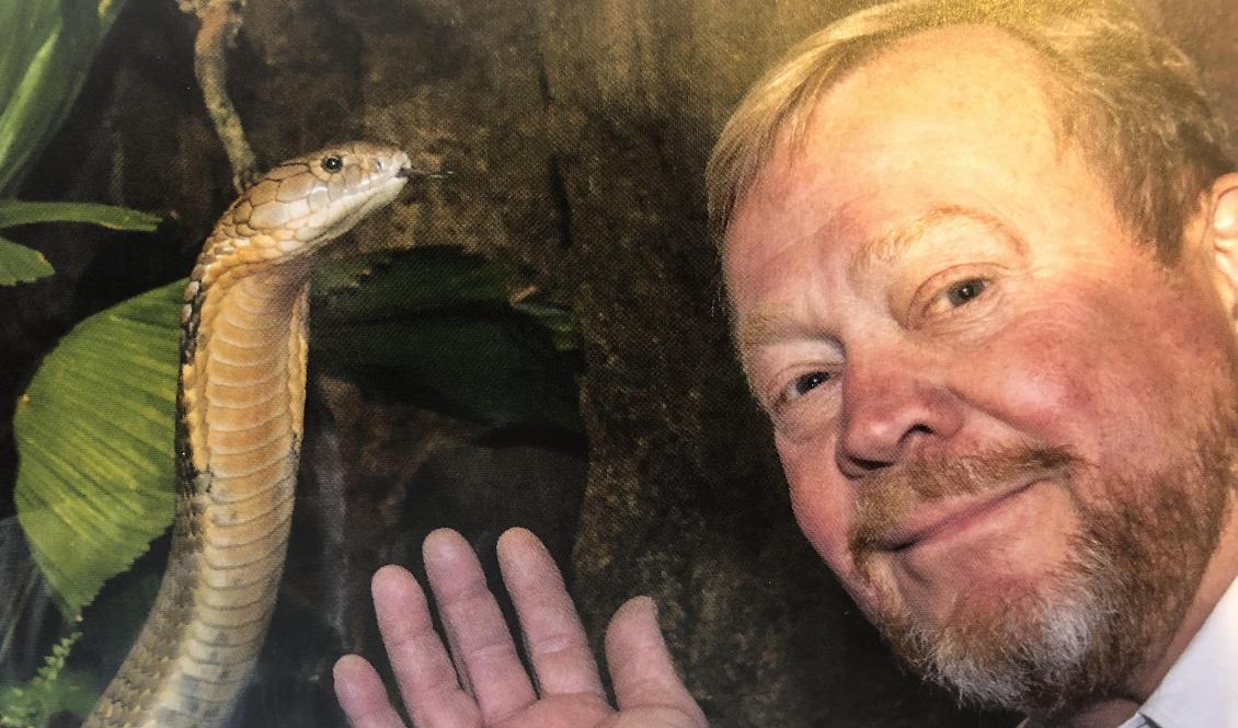 Den försvunna kungskobran tillsammans med Skansenakvariets ägare Jonas Wahlström vid ett tidigare tillfälle. Arkivbild. Foto: Skansenakvariet/TT