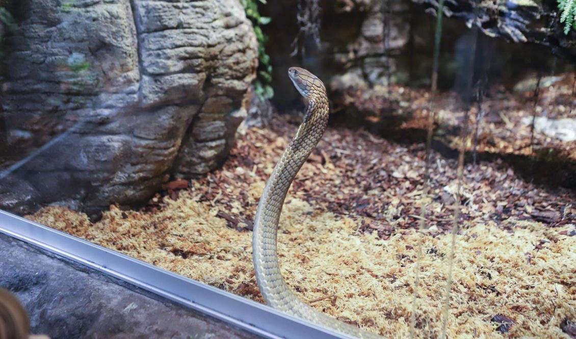 Sir Vääs, eller Houdini som han också kallas, gömde sig i en mellanvägg. Under fredagen ska han plockas fram. Arkivbild. Foto: Peter Alpstad