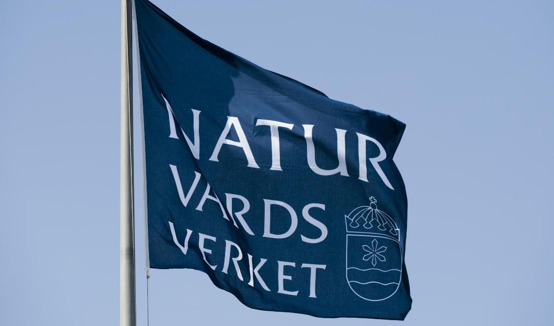 Det är oklart vilken information som kopierades vid dataintrång i naturvårdsverkets system. Arkivbild. Foto: Henrik Montgomery/TT