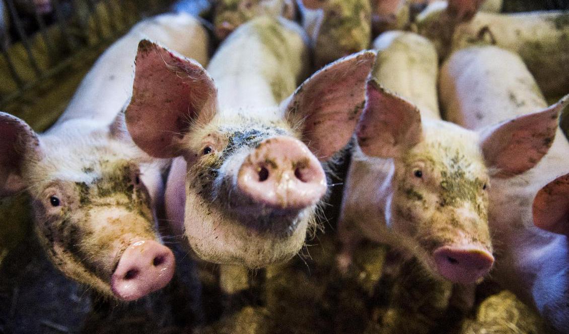 Sedan 2011 har Europas länder minskat sin försäljning av antibiotika till djur med nästan hälften. Arkivbild Foto: Emil Langvad/TT