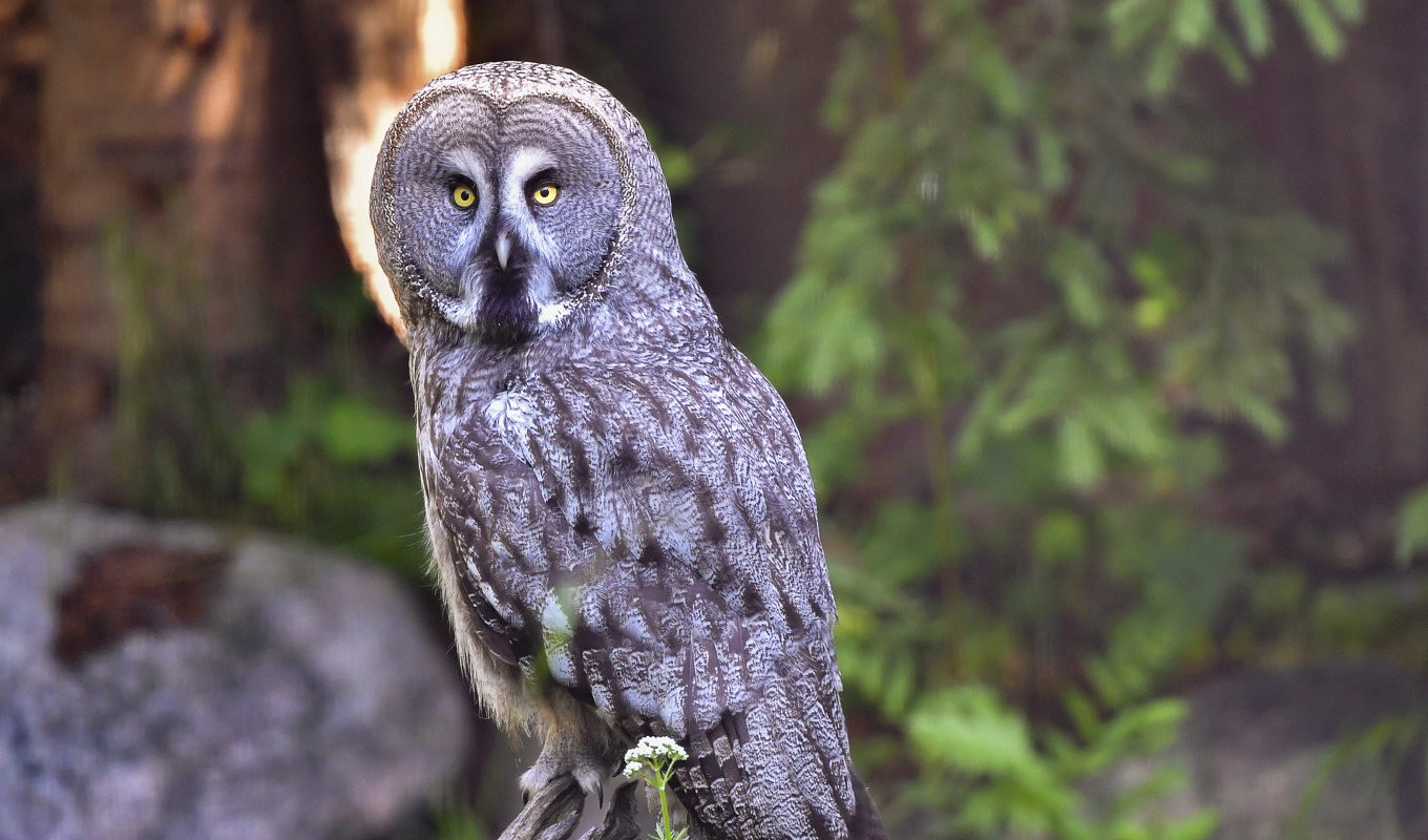 Fortfarande på fri fot. Arkivbild. Foto: Jonas Ekströmer/TT