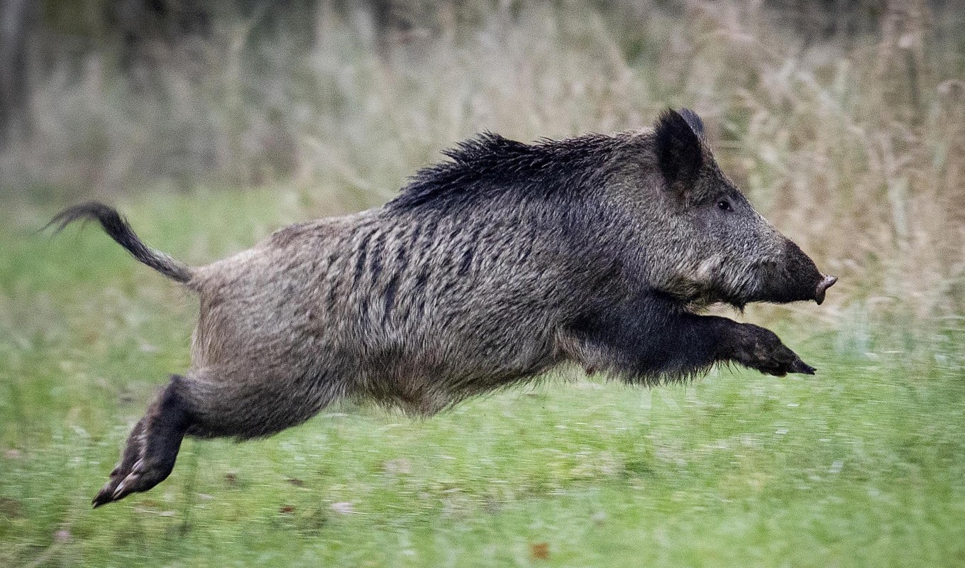 Förvaltningsrätten säger ja till den vildsvinsjakt med utlagda sockerbetor som länsstyrelsen i Jönköping stoppat. Arkivbild. Foto: Michael Probst / AP