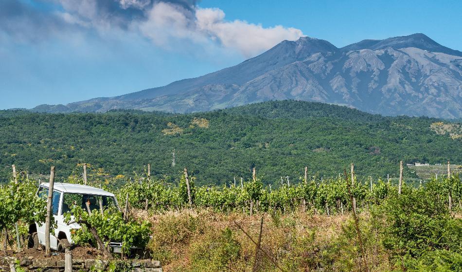 



Det odlas inhemska druvor långt upp på Siciliens vulkan Etnas sidor. Höjden över havet ökar smakintensiteten i vinet. Foto: Mazur Travel                                                                                                                                                                                