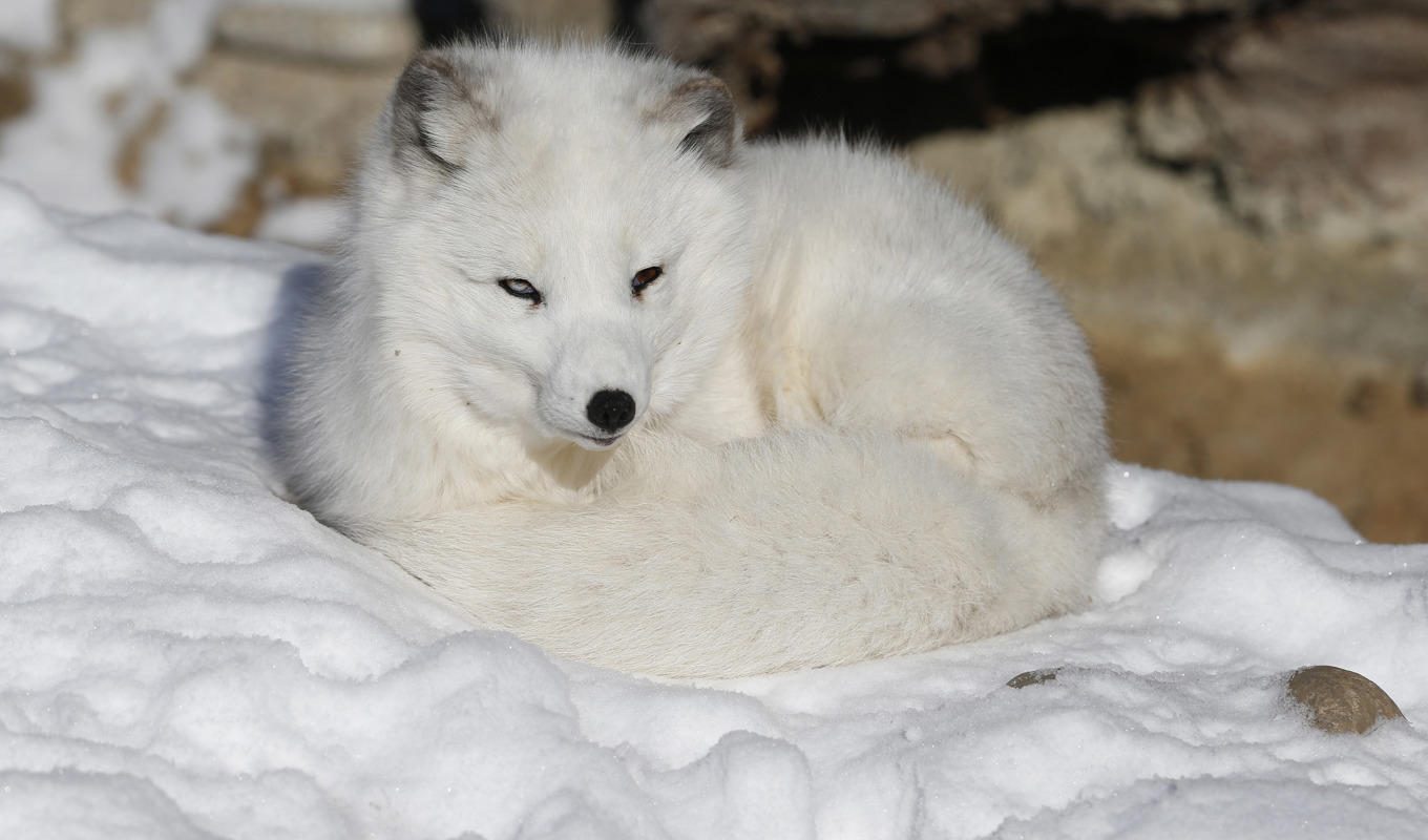 Antalet fjällrävar i Sverige, Norge och Finland bedöms vara fler än på 20 år. Arkivbild. Foto: Brennan Linsley/AP/TT