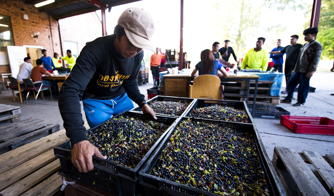 Enligt Sveriges ambassadör i Thailand lämnas falska och felaktiga dokument in till ambassaden. Arkivbild. Foto: Fredrik Karlsson/TT