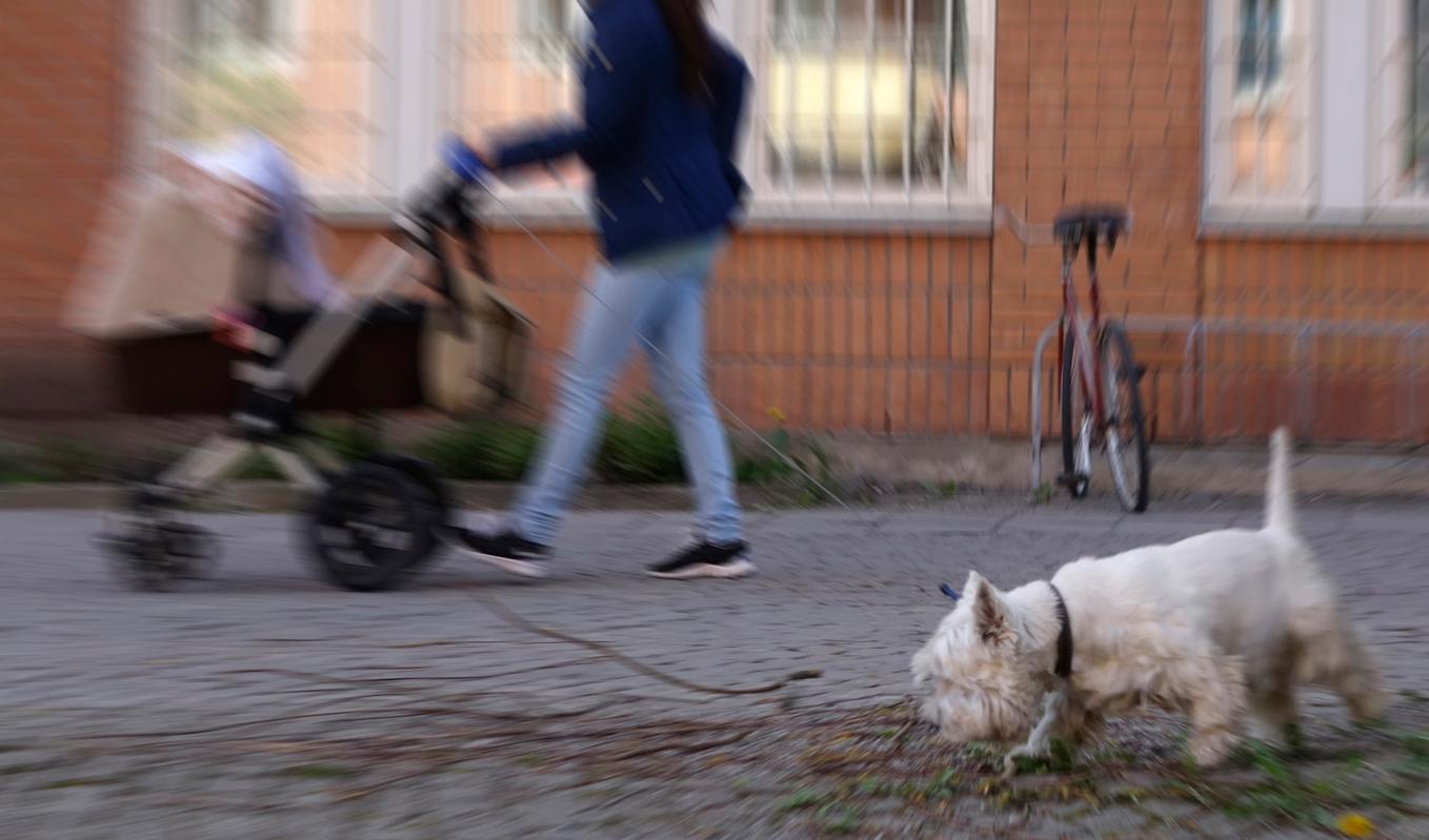 Polisen i Malmö varnar hundägare – återigen har bullar preparerade med glaskross och metall hittats i staden. Arkivbild. Foto: Hasse Holmberg/TT