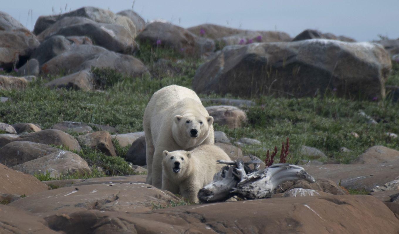 Isbjörnshona och hennes unge vid Hudson Bay nära Churchill i norra Kanada. Många isbjörnar nära samhällen kan utgöra fara för allmänheten.Foto: Olivier Morin/AFP via Getty Images